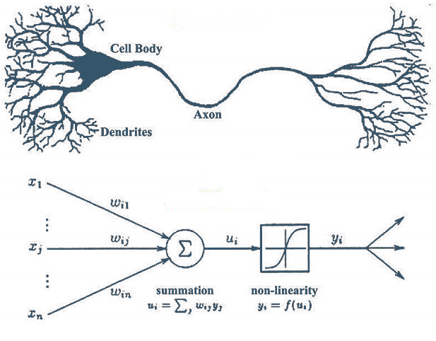 neurona